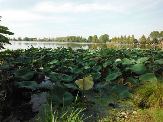 A huge collection of lily pads. Or a collection of huge lily pads. Whatever....